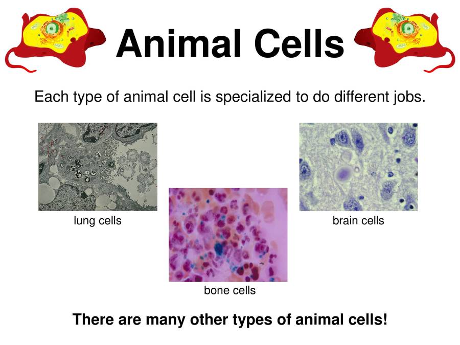 Animal Cells Types