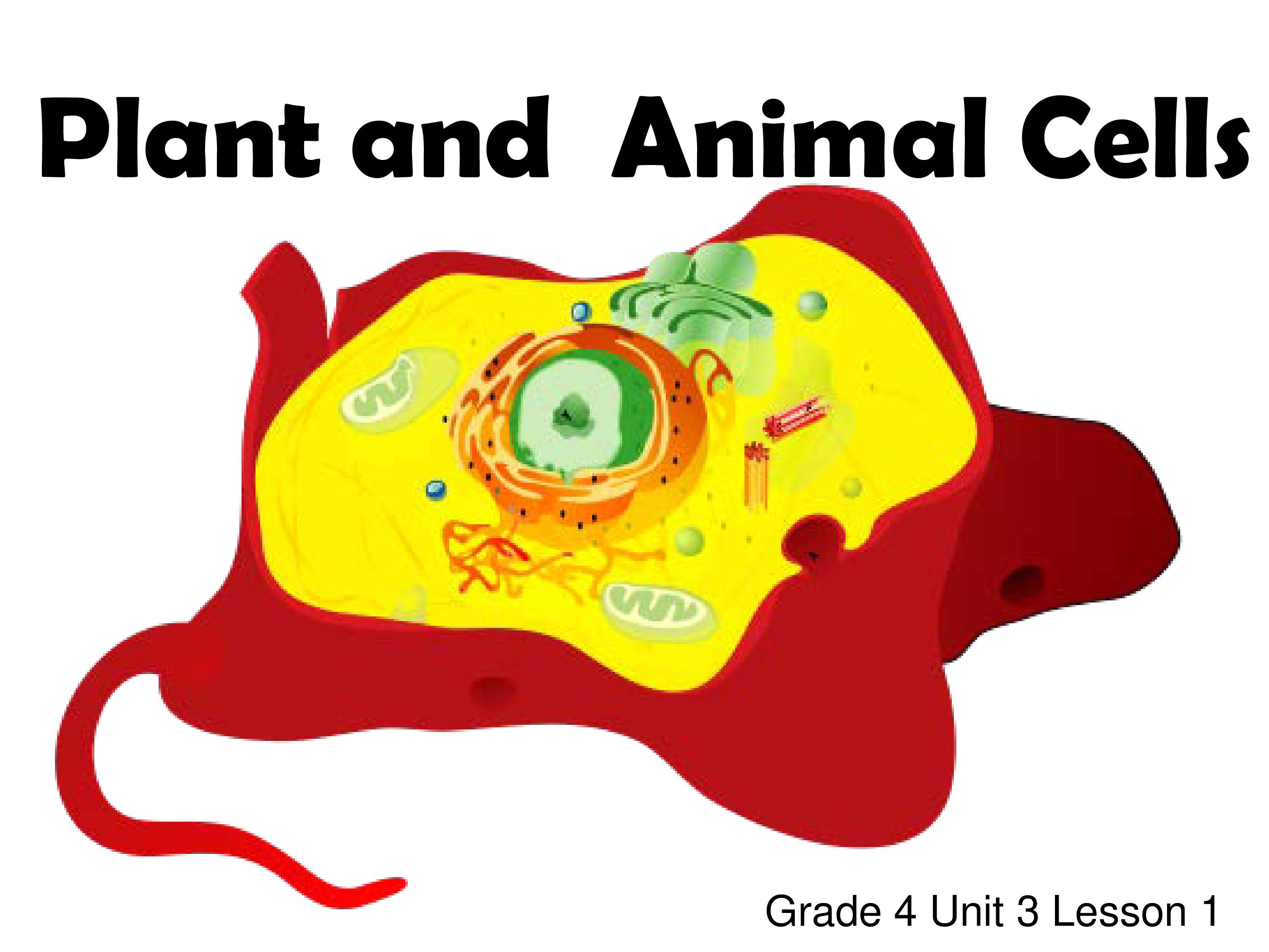 PLANT AND ANIMAL CELL NOTES - Notes