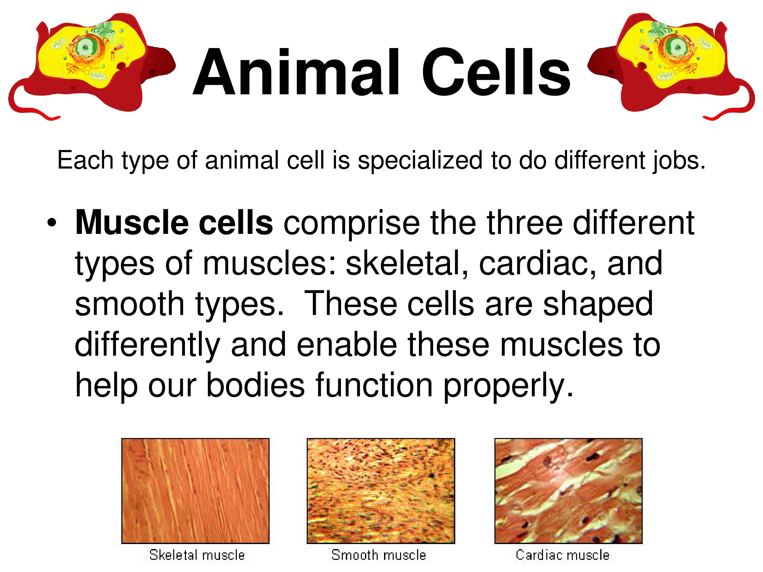 PLANT AND ANIMAL CELL NOTES - Notes