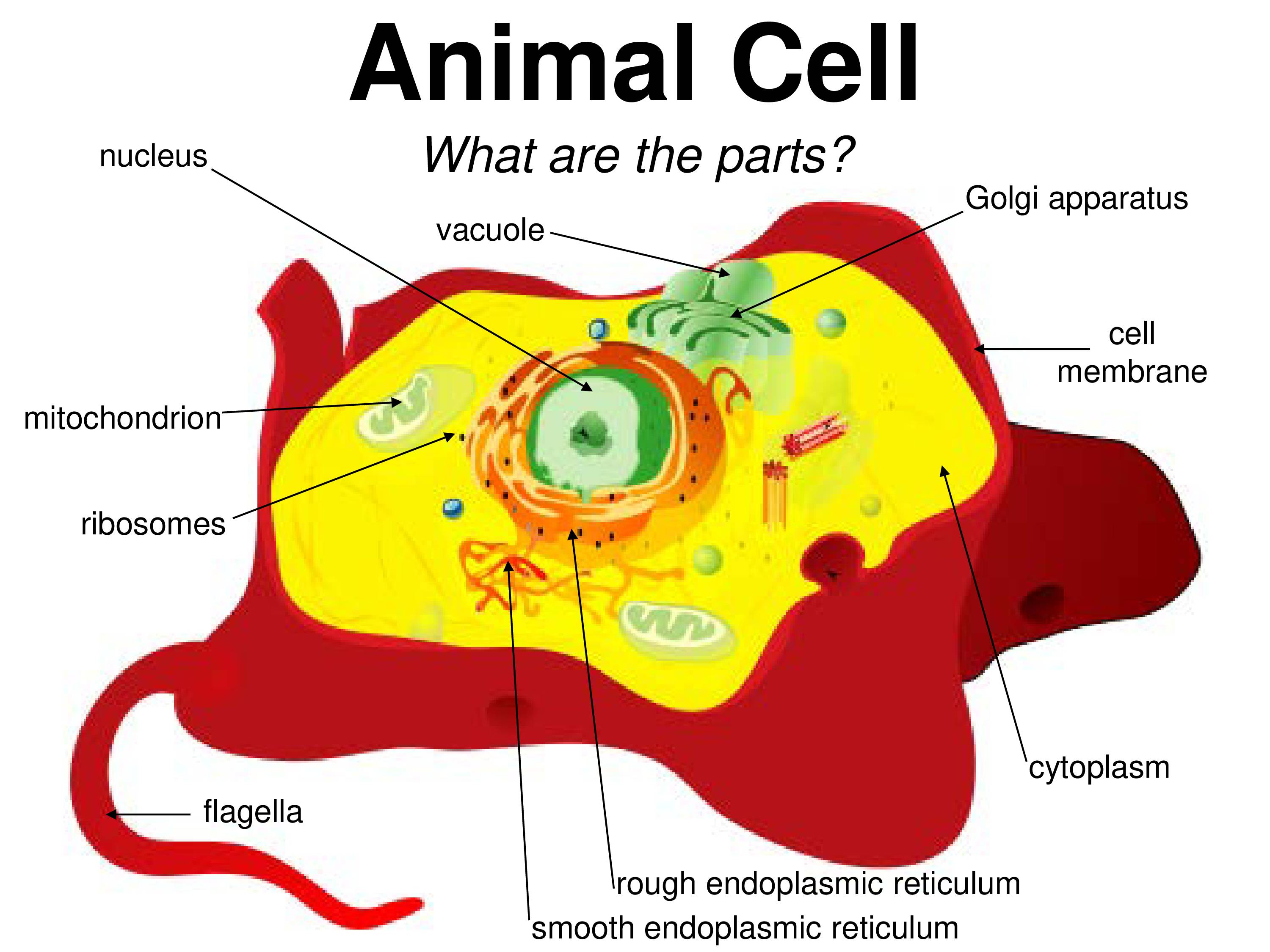 What does the golgi apparatus do in an animal cell Plant And Animal Cell Notes Notes